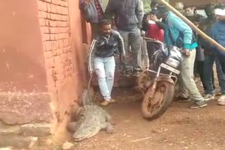 Crocodile enter into Shivpuri population area