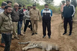 panther found dead in Chittorgarh