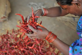 Mirchi farmers Problems in telangana