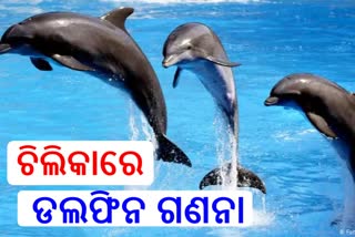 ଆଜିଠୁ ଚିଲିକାରେ ଡଲଫିନ୍ ଗଣନା ଆରମ୍ଭ