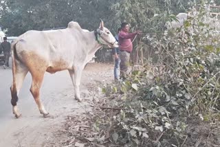 Cow smuggling in Cooch Behar