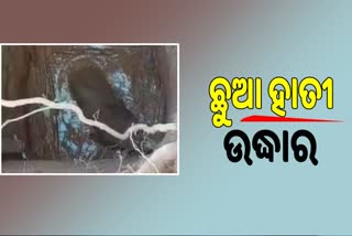 ଦୀର୍ଘ ୫ ଘଣ୍ଟାର ଉଦ୍ୟମ ପରେ କୂଅରୁ ଉଦ୍ଧାର ହେଲା ହାତୀଛୁଆ