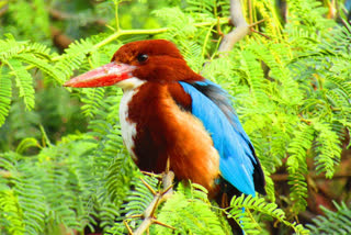 Kingfisher In Dholpur