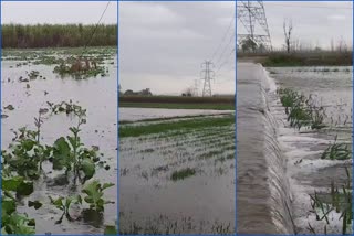 crop-submerged-in-yamunanagar