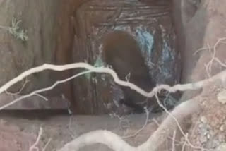 Baby elephant rescued from well