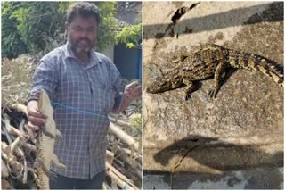 Crocodile cub caught in fishing net