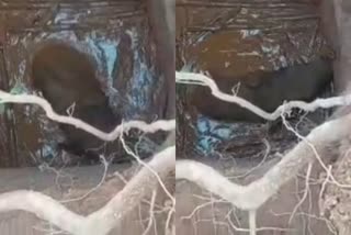 baby elephant rescued from the well in odisha  elephant fell into well  ഒഡിഷയിൽ ആന കിണറ്റിൽ വീണു  കിണറ്റിൽ വീണ ആനയെ രക്ഷിച്ചു  കിണറ്റിൽ വീണ ആനയെ വനംവകുപ്പ് രക്ഷിച്ചു  ആനക്കൂട്ടം ആക്രമിച്ചു  herd attacked villagers in Mayurbhanj