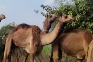 Dashasar Police rescue 58 camels