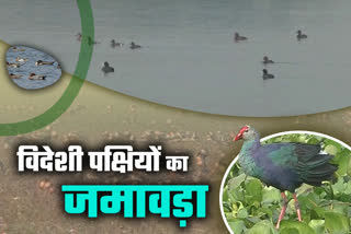 जगतपुर झील में विदेशी पक्षियों का जमावड़ा