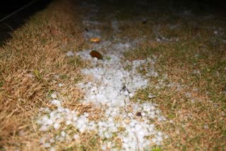 Damage crops due hailstorm in Madhya Pradesh