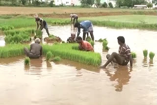 agricultural-labour-shortage-in-warangal-for-rice-cultivation