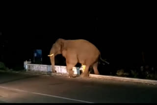 elephant in pollachi, ஒற்றை காட்டு யானையால் தூக்கமின்றி தவிக்கும் மலைவாழ் மக்கள்