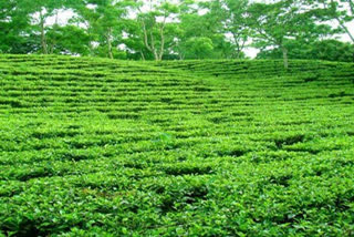 Amid coal crisis, Tripura adopts gas based tea processing