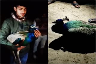Peacock injured in Sariska