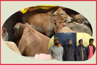 two-vehicles-supplying-cattle-seized-by-jakhalabanda-police
