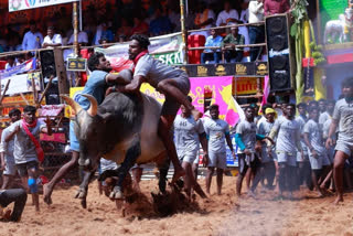 Jallikattu