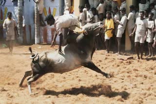 Jallikattu in tamil nadu  tamil nadu government permits Jallikattu  തമിഴ്‌നാട്ടിൽ ജെല്ലിക്കെട്ടിന് അനുമതി  ജെല്ലിക്കെട്ട് തമിഴ്‌നാട്