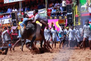 TN govt permits Jallikattu