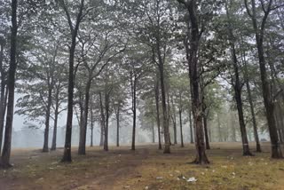 fog in Melghat due to rain on Saturday