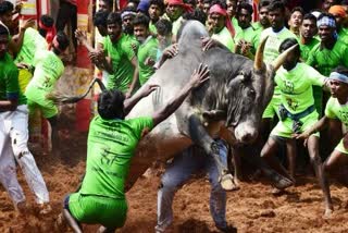 TN govt permits Jallikattu: କୋଭିଡ ଗାଇଡଲାଇନ ମଧ୍ୟରେ ଜାଲିକାଟ୍ଟୁ ଅନୁମତି