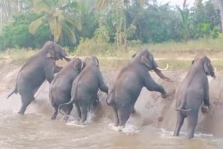 video of elephants trying to climb canal wall  mysuru elephants trapped in canal  herd of elephants climb canal wall in karnataka  കനാലില്‍ കുടുങ്ങി കാട്ടാനക്കൂട്ടം  മൈസൂരു കനാല്‍ കാട്ടാനക്കൂട്ടം  കാട്ടാനക്കൂട്ടം കനാല്‍ ഭിത്തി  നാഗരഹോളെ ദേശീയ ഉദ്യാനം കാട്ടാനക്കൂട്ടം