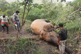 ಬಂಡೀಪುರದಲ್ಲಿ ಹೆಣ್ಣಾನೆ ಸಾವು