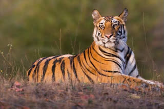 Tadoba Tiger Reserve