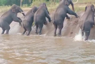 Elephants try climbing the wall of Mysore canal