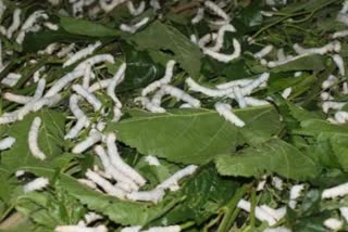 Sericulture in Himachal Pradesh,  हिमाचल प्रदेश में रेशम उत्पादन