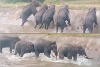 video of elephants