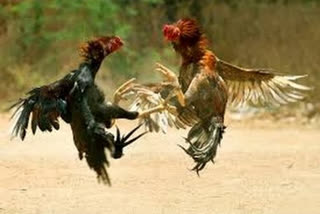 kodi pandalu in Andhra pradesh, cock fight