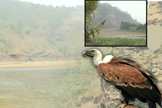 vultures at Palarapugutta, vultures in telangana