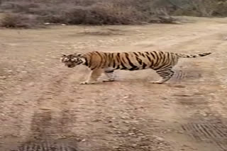 Sariska Tiger Reserve