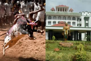 Petition filed in court seeking to hold a jallikattu after corona infection subsided