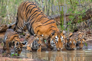 दियारा से चार शावकों के साथ बाघिन जंगल में वापस लौटी