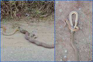 snake swallowing another snake