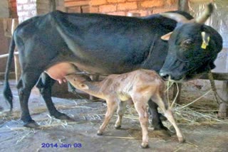 malenadu-gidda