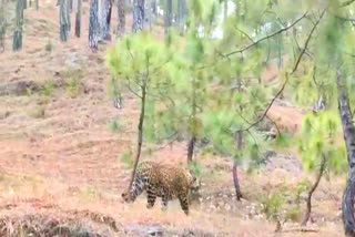 leopard roaming in bageshwar