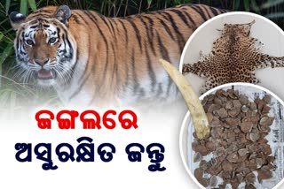 ଓଡିଶୀରେ ବନ୍ୟପ୍ରାଣୀ ତସ୍କରଙ୍କ ଜଙ୍ଗଲରାଜ୍, ଖୁବଶୀଘ୍ର ​ଲୋପ ପାଇଯିବେ ବାଘ-ହାତୀ-ହରିଣ !