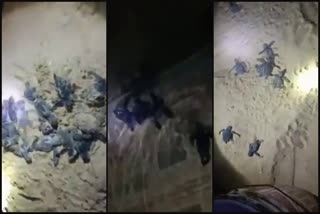 Olive Ridley lay eggs at Kolavi  Olive Ridley Sea Turtle  Kolavi palam Sea Beach  Theeran Sneha samiti Rescued turtle eggs  Sea Turtle egg hatched  കൊളാവിപ്പാലം കടലാമ സംരക്ഷണ കേന്ദ്രം  കൊളാവിയിലെ കടലാമ മുട്ടകള്‍ വിരിഞ്ഞു  വടകര സാൻഡ്ബാങ്ക്  കോളാവി ആമക്കുഞ്ഞുങ്ങള്‍  Kerala Latest News  Kozhikode Latest News