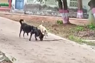 Street Dogs Horrible fight with six foot tall snake  Street Dogs fight with snake Video  പാമ്പും പട്ടികളും തമ്മില്‍ തല്ലുന്നു  പട്ടികള്‍ പാമ്പിനെ ആക്രമിക്കുന്ന വീഡിയോ