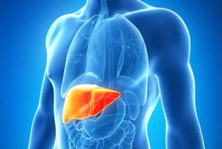 Covid Infection Affect Liver