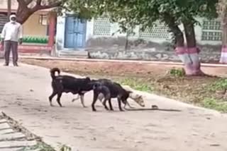 Street Dogs killed snake in Andhra Pradesh