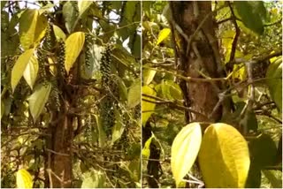 PEPPER FARMERS IN CRISIS IDUKKI  IDUKKI FARMERS IN CRISIS  ഇടുക്കിയിൽ കുരുമുളക് ചെടികളിൽ മഞ്ഞളിപ്പ് രോഗം  ഇടുക്കിയിലെ കുരുമുളക് കർഷകർ പ്രതിസന്ധിയിൽ  കുരുമുളകിൽ മഞ്ഞളിപ്പ് രോഗം