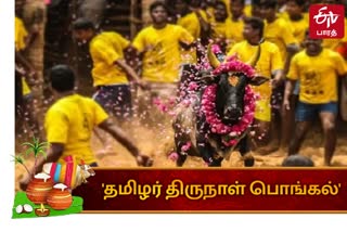 Alanganallur jallikattu