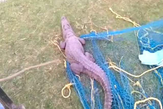 Tanakpur crocodile video