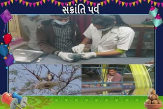 Bhavnagar Birds in Danger : ઉત્તરાયણમાં પક્ષીઓના જીવને ગંગાજળિયા વિસ્તારમાં જોખમ, ભાજપ કોંગ્રેસ શું કહે છે?