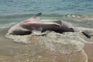 Watch Whale shark gets caght at a net on the shore, release back