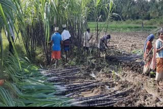 கரும்பு விவசாயிகள்