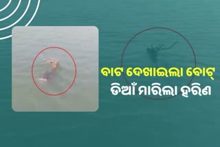 a deer video goes viral while drowning in river in konark ramchandi